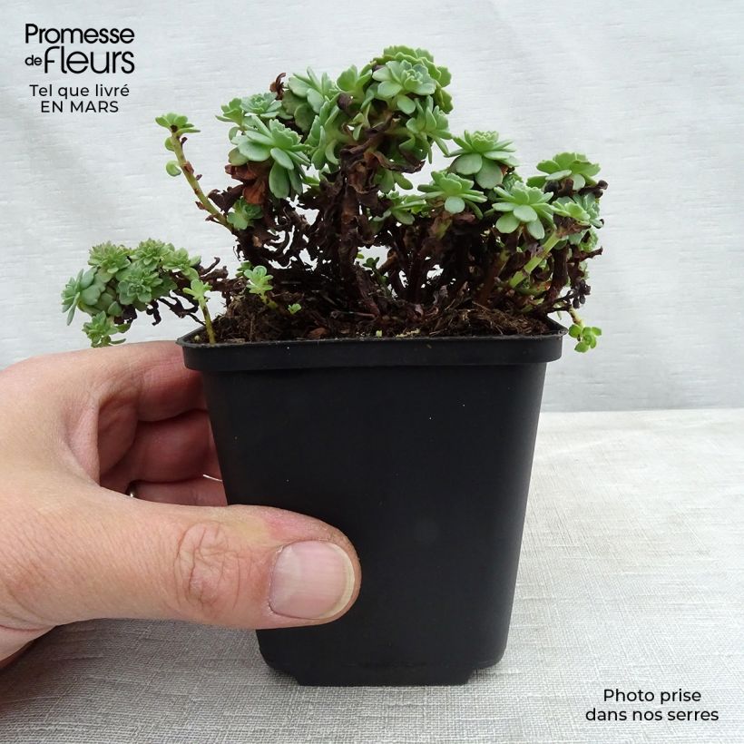 Example of Sedum pachyclados - Orpin pachyclados Godet de 8/9 cm as you get in printemps