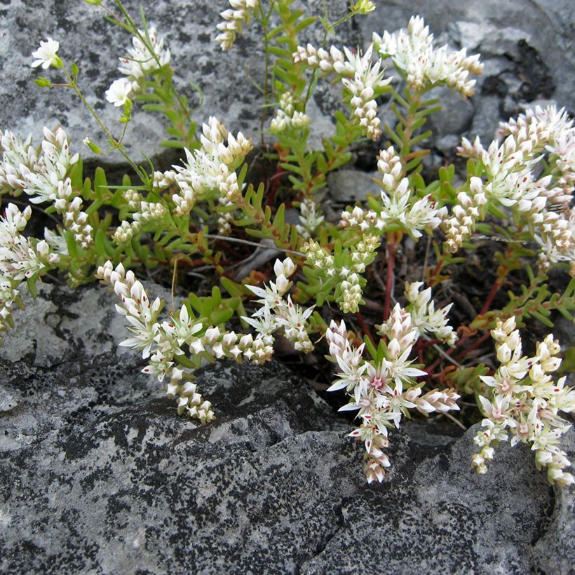 Sedum pulchellum - Orpin (Port)