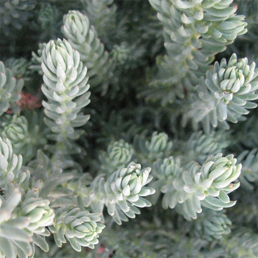 Sedum reflexum Blue Spruce (Foliage)