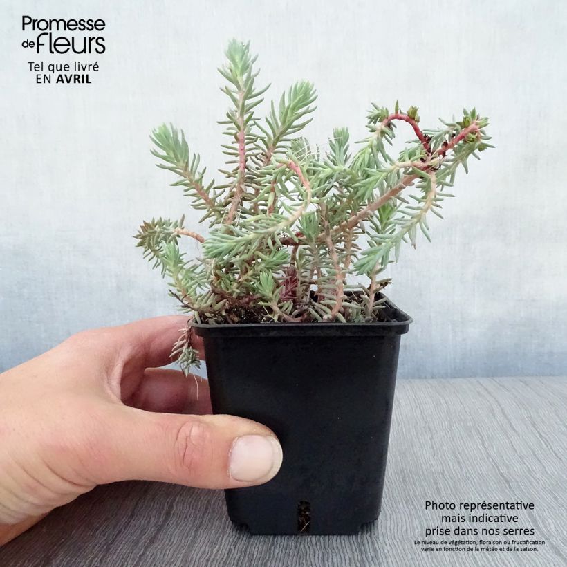 Example of Sedum reflexum Blue Spruce Godet de 8/9 cm as you get in printemps