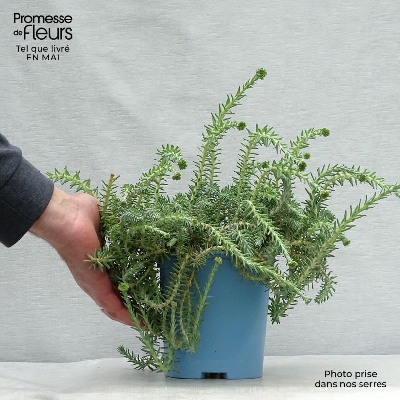 Example of Sedum reflexum Blue Spruce Pot de 2L/3L as you get in printemps