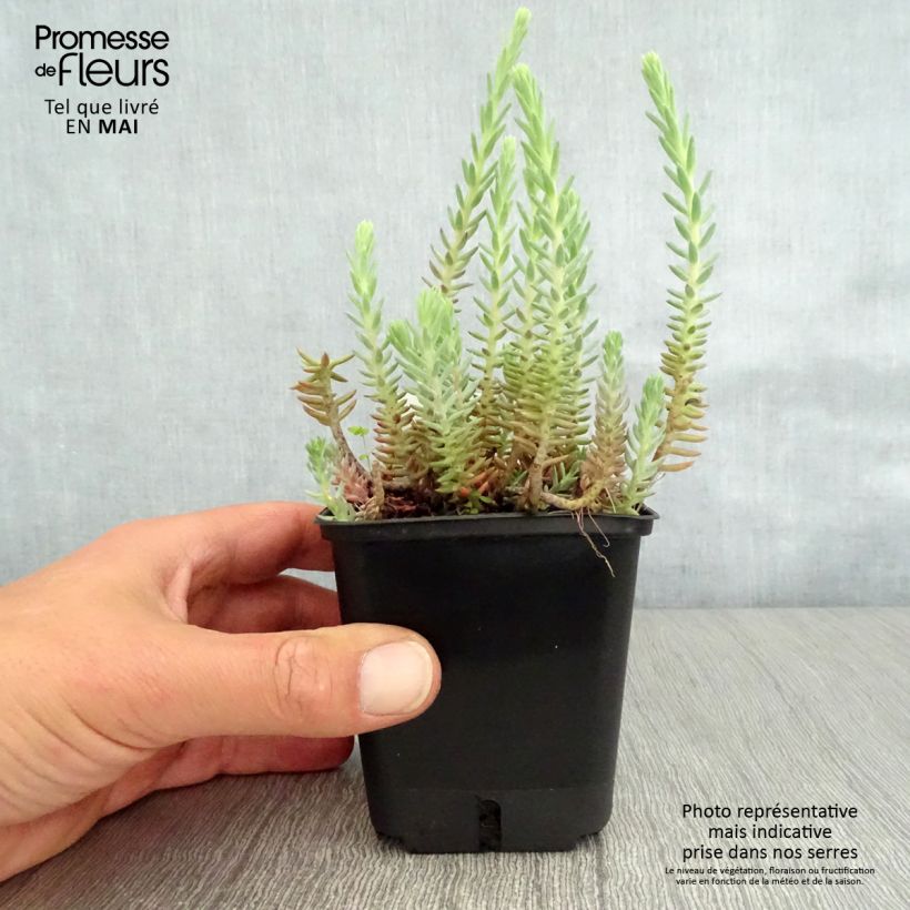 Example of Sedum reflexum - Orpin des rochers, Orpin réfléchi Godet de 8/9 cm as you get in printemps