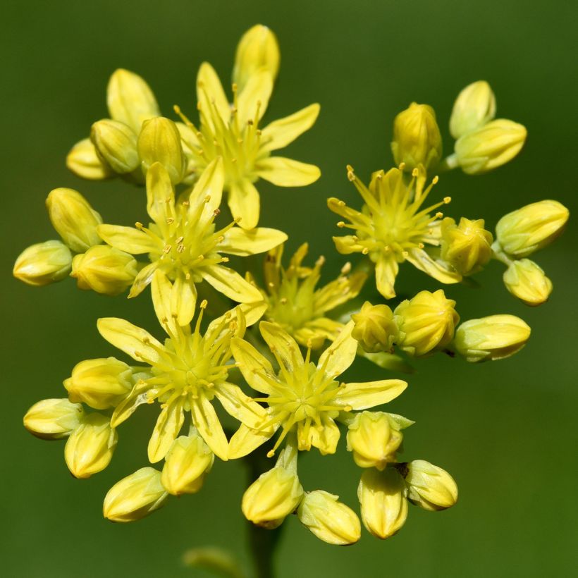 Sedum reflexum - Orpin des rochers, Orpin réfléchi (Flowering)