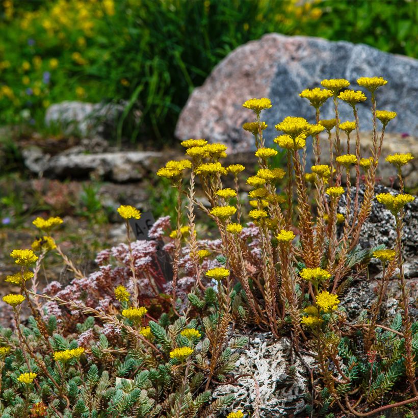 Sedum reflexum - Orpin des rochers, Orpin réfléchi (Plant habit)