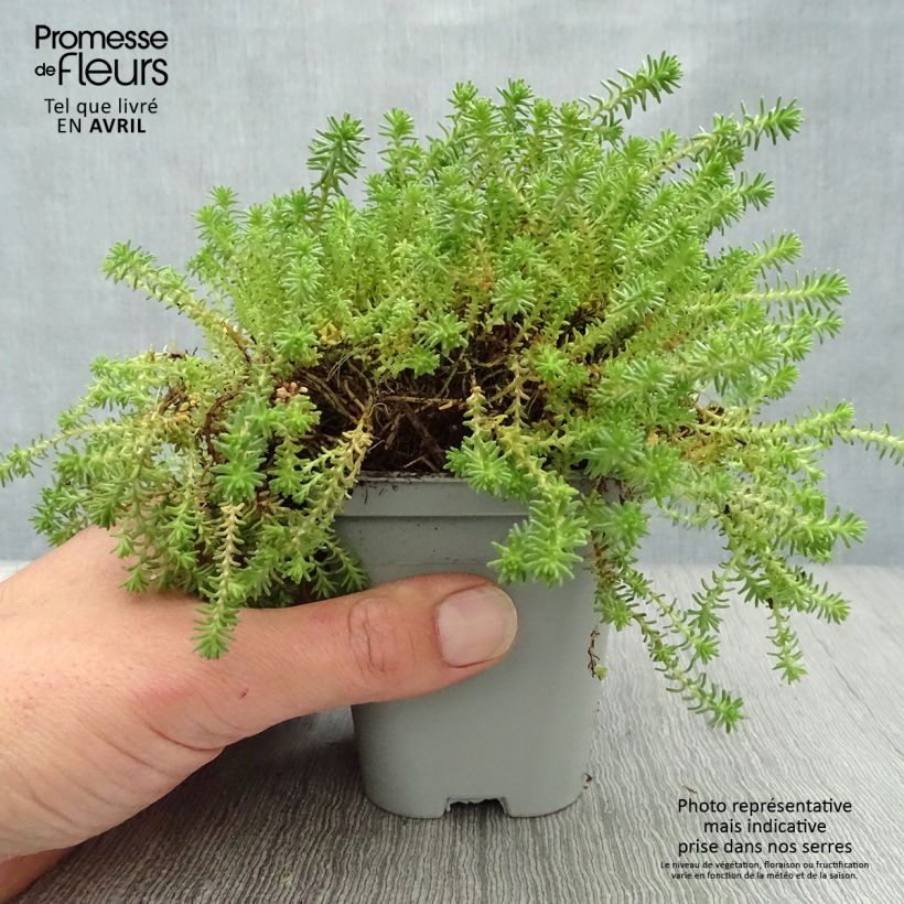 Spécimen de Sedum sexangulare - Orpin à six angles Godet de 8/9 cm tel que livré au printemps