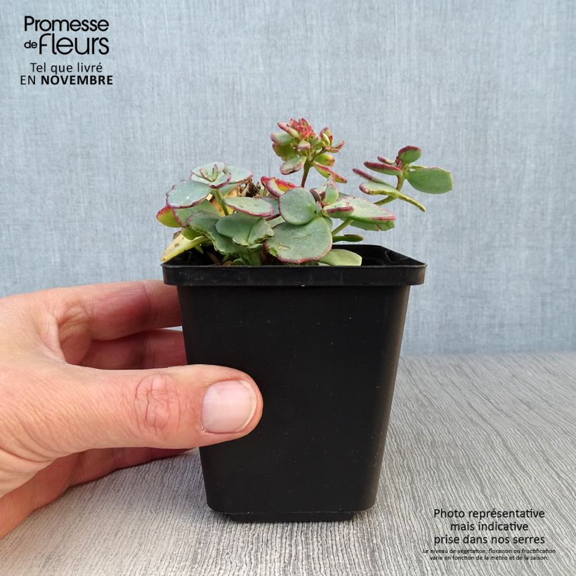 Spécimen de Sedum sieboldii - Orpin Godet de 8/9 cm tel que livré en automne
