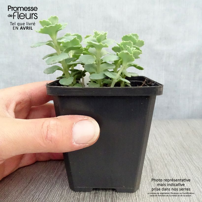 Example of Sedum sieboldii - Orpin Godet de 8/9 cm as you get in printemps