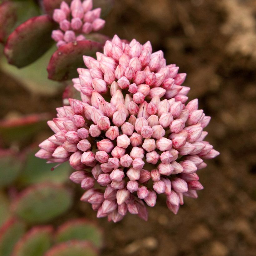 Sedum sieboldii - Orpin (Flowering)