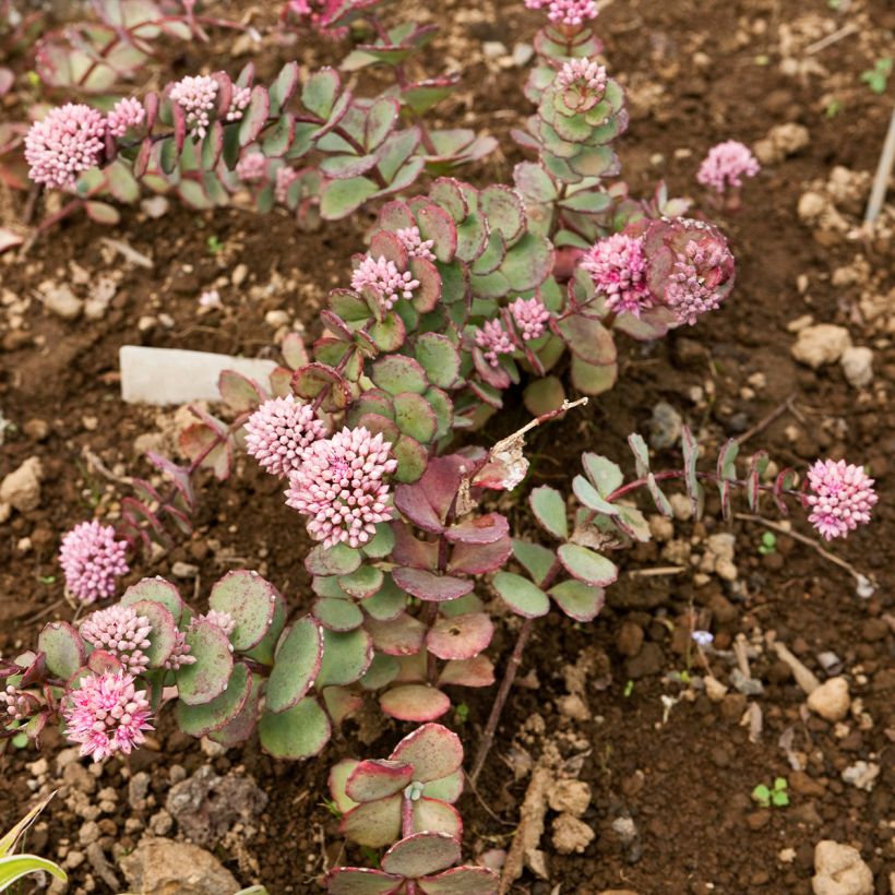 Sedum sieboldii - Orpin (Plant habit)