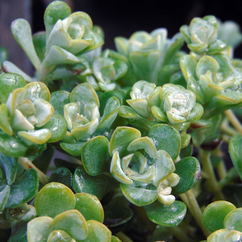 Sedum spathulifolium Cape Blanco - Orpin rampant (Foliage)