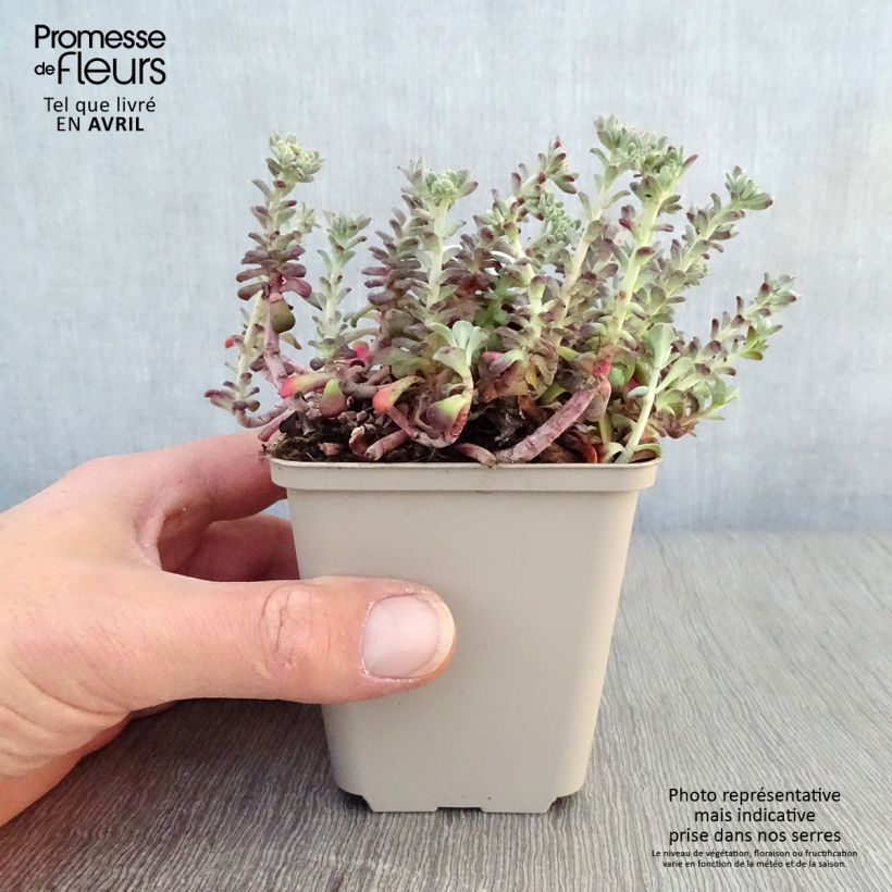 Example of Sedum spathulifolium Purpureum - Orpin Godet de 8/9 cm as you get in printemps