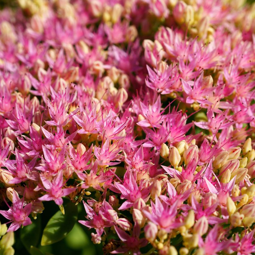 Sedum spectabile Brilliant - Grand Orpin d'automne (Flowering)