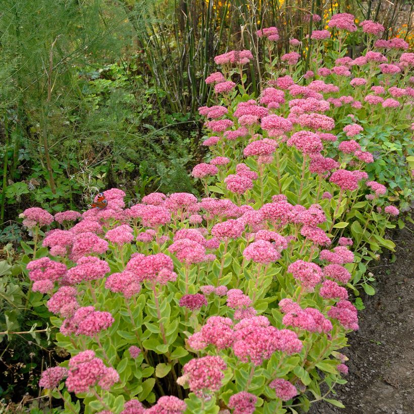 Sedum spectabile Brilliant - Grand Orpin d'automne (Plant habit)