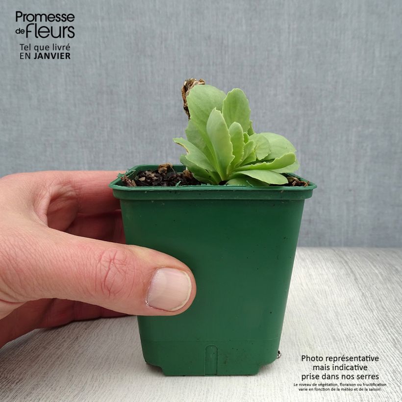 Example of Sedum spectabile Brilliant - Grand Orpin d'automne Godet de 8/9 cm as you get in hiver