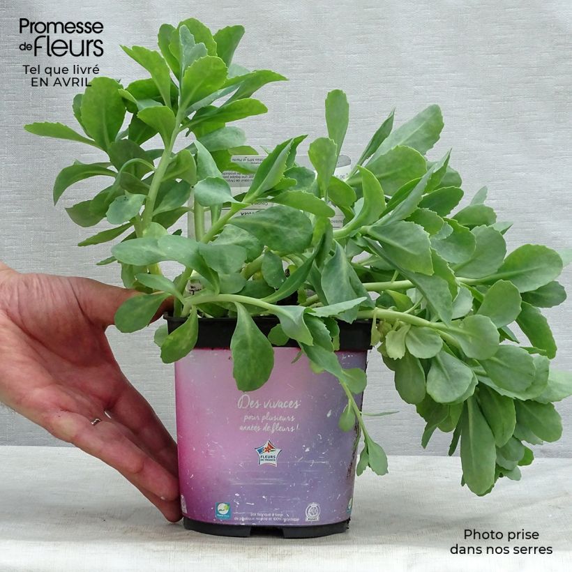 Example of Sedum spectabile Carl - Orpin d'Automne Pot de 2L/3L as you get in printemps