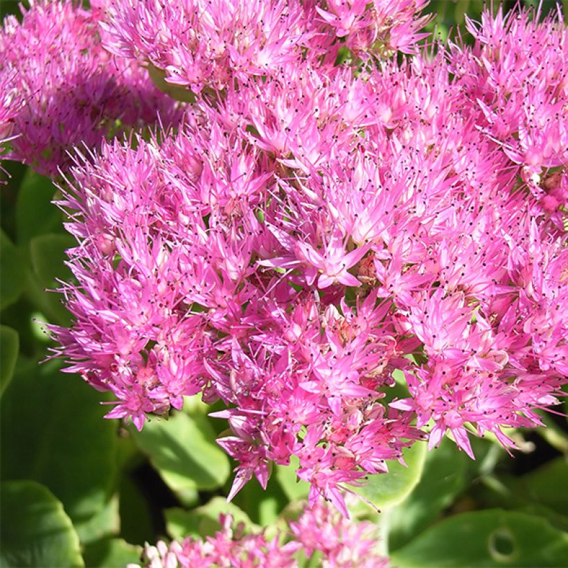Sedum spectabile Carmen - Orpin d'Automne (Flowering)