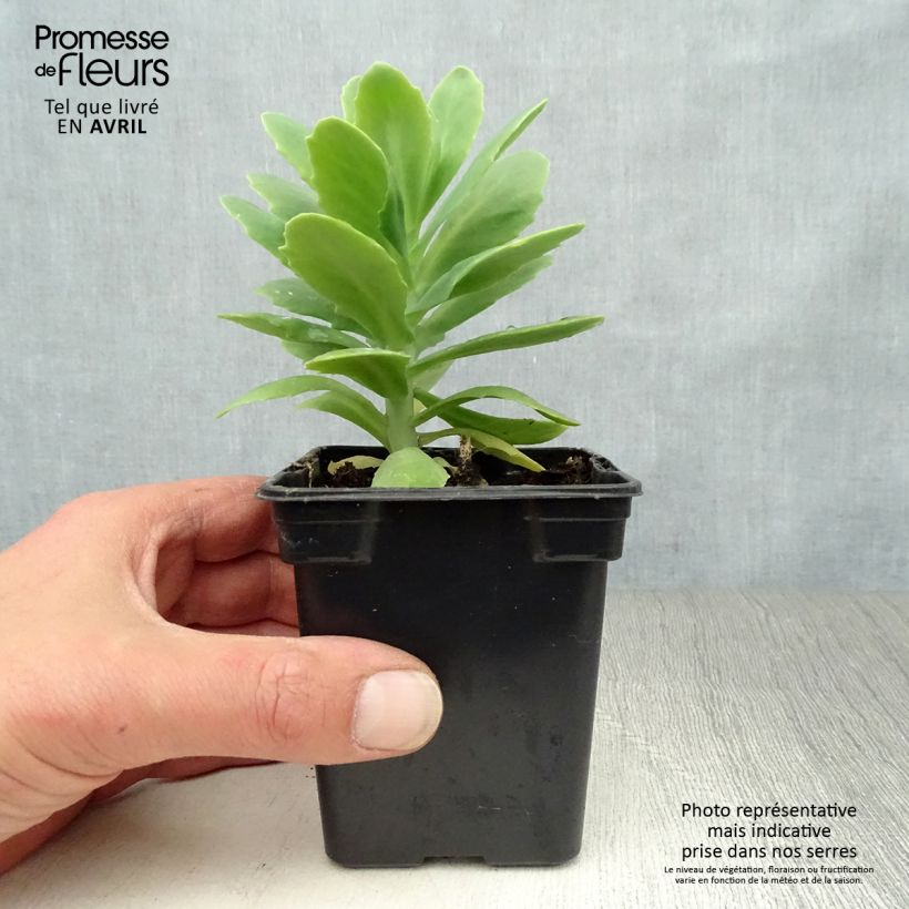 Example of Sedum spectabile Carmen - Orpin d'Automne Godet de 7/8 cm as you get in printemps