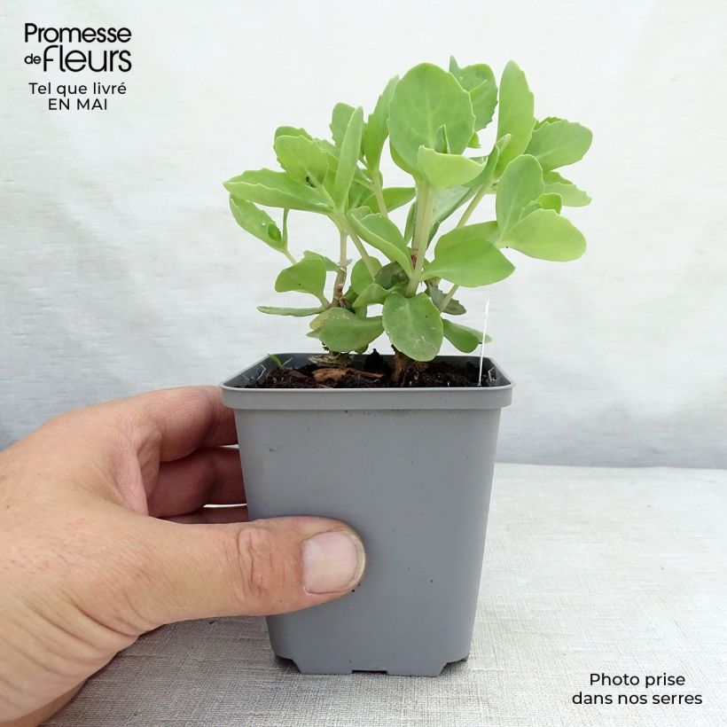 Example of Sedum spectabile Septemberglut - Orpin d'automne Godet de 8/9 cm as you get in printemps