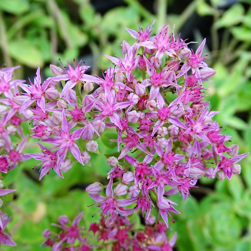 Sedum spectabile Septemberglut - Orpin d'automne (Flowering)