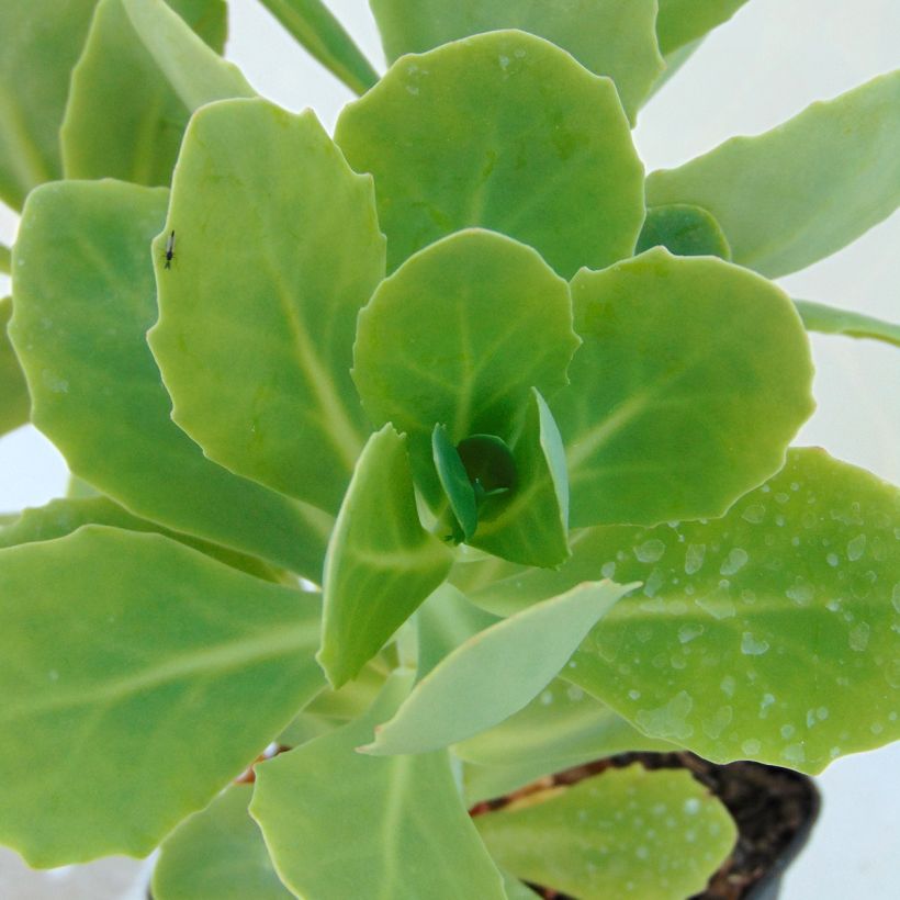 Sedum spectabile Stardust - Orpin d'automne (Foliage)