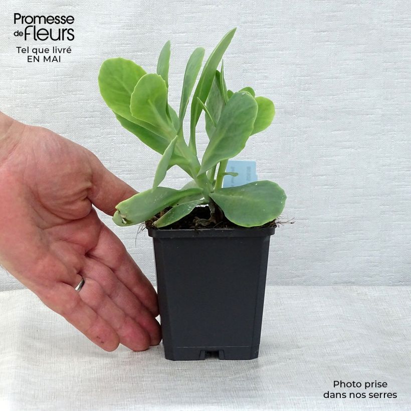 Example of Sedum spectabile Stardust - Orpin d'automne Godet de 8/9 cm as you get in printemps