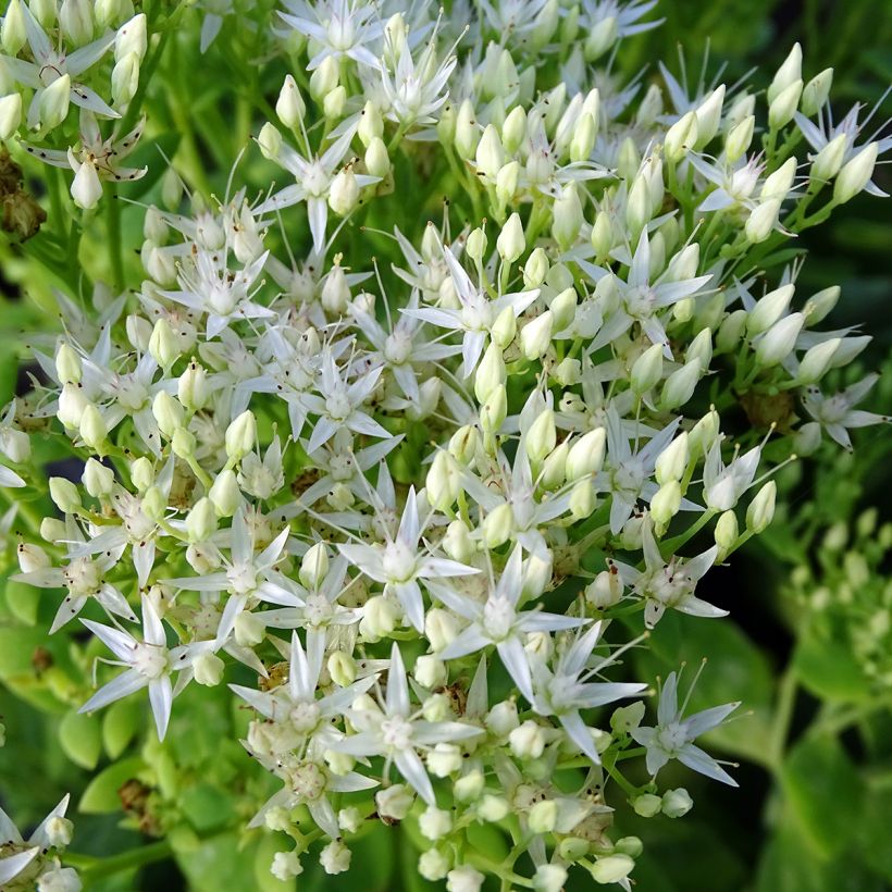 Sedum spectabile Stardust - Orpin d'automne (Flowering)