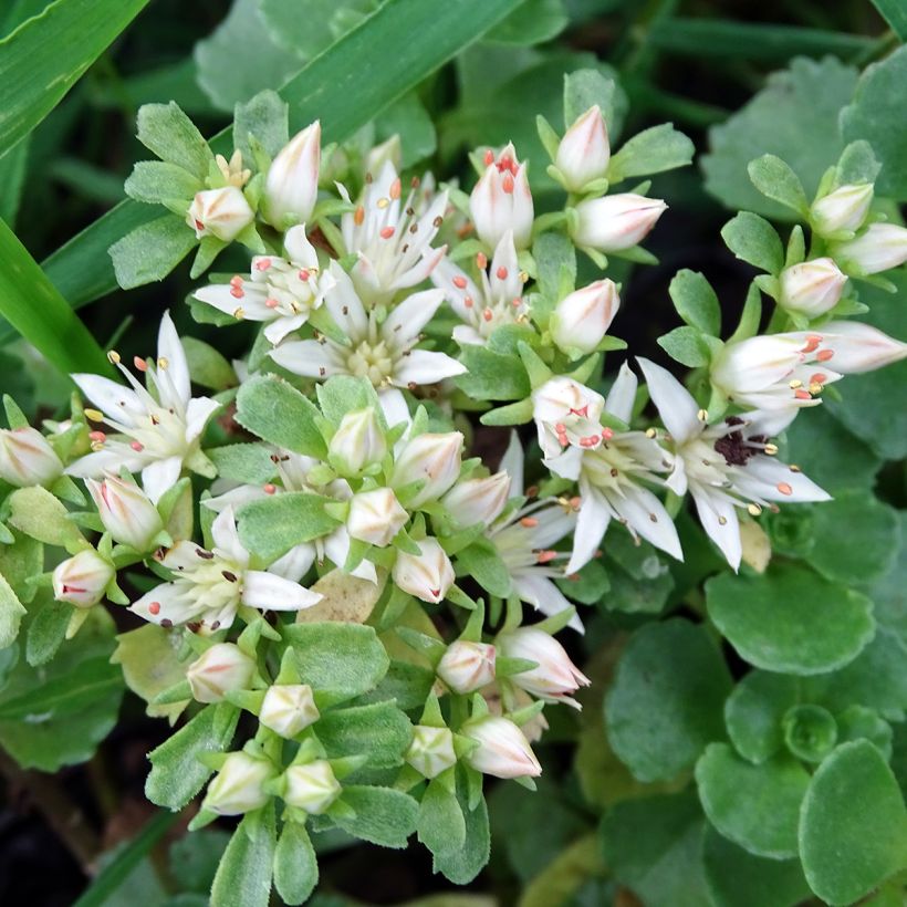 Sedum spurium Album Superbum - Orpin (Flowering)