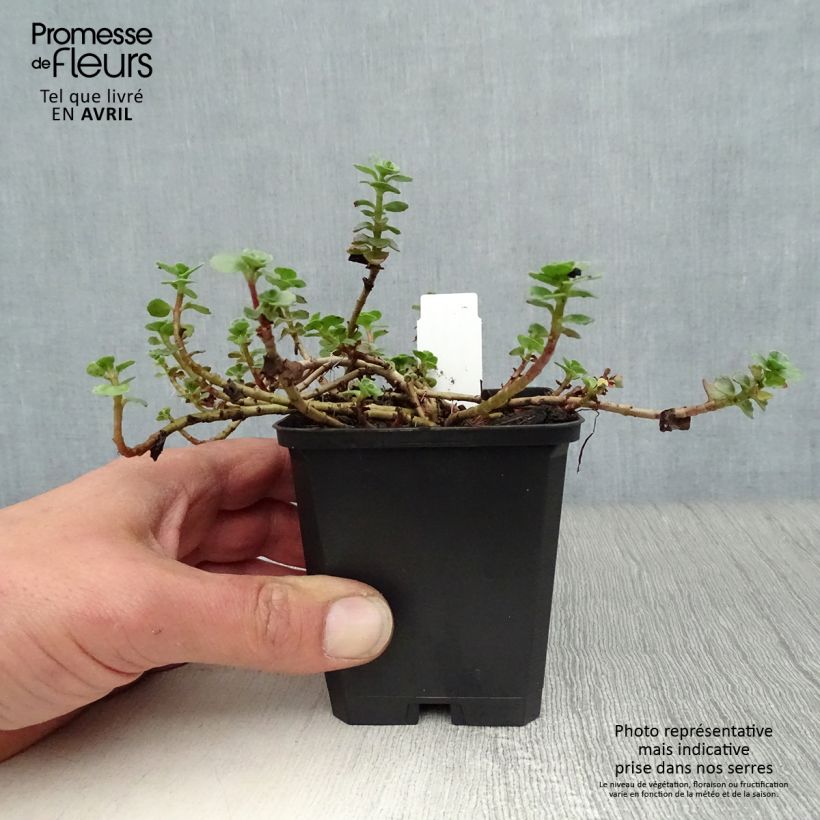 Example of Sedum spurium Album Superbum - Orpin Godet de 8/9 cm as you get in printemps
