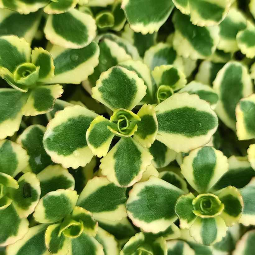 Sedum spurium Little Gecko - Orpin (Foliage)