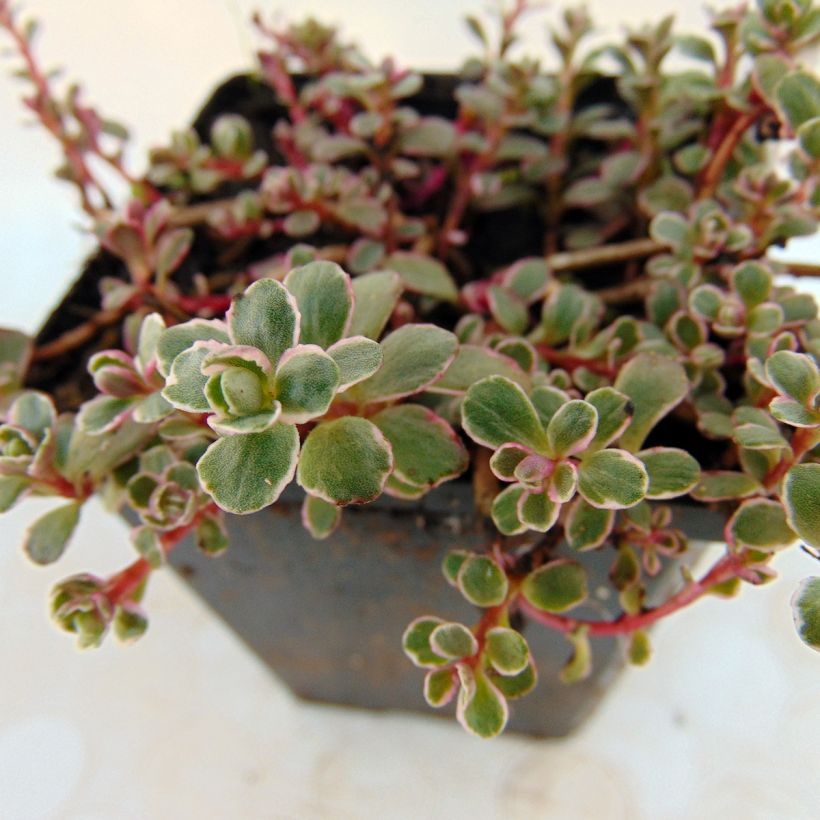 Sedum spurium Variegatum - Orpin panaché (Foliage)