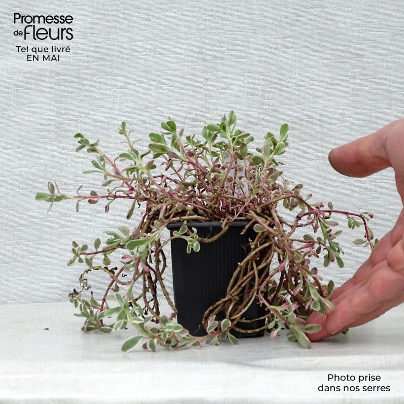 Example of Sedum spurium Variegatum - Orpin panaché Godet de 8/9 cm as you get in printemps