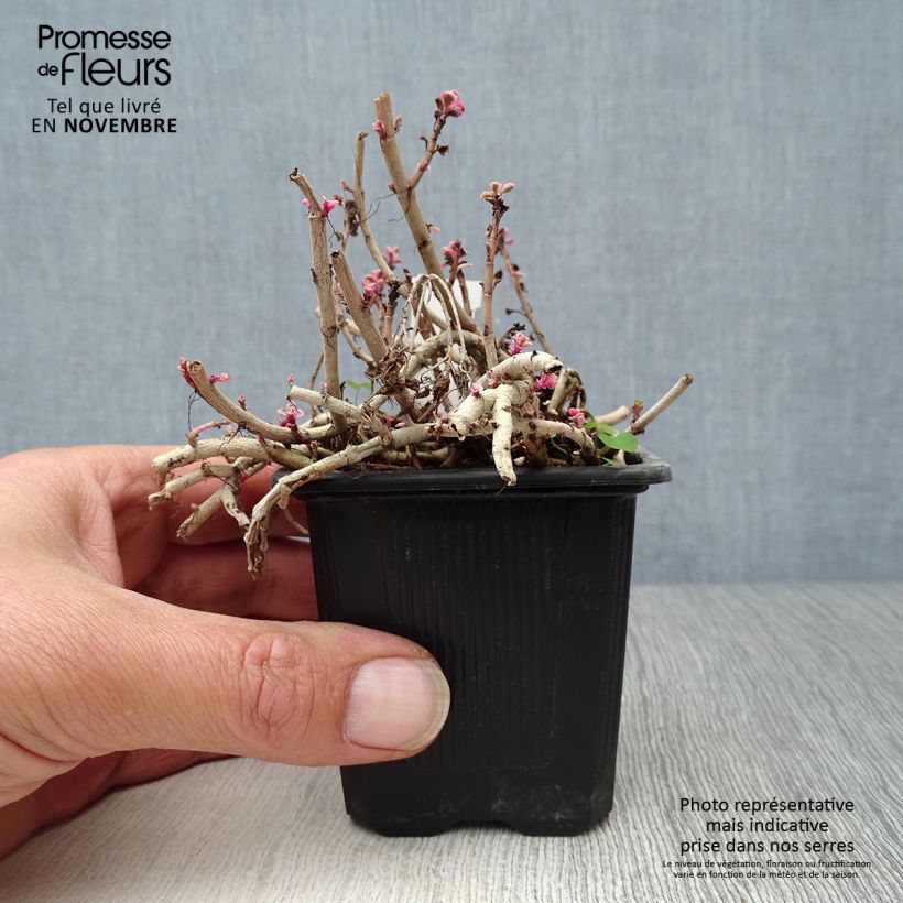 Spécimen de Sedum spurium Variegatum - Orpin panaché Godet de 8/9 cm tel que livré en automne