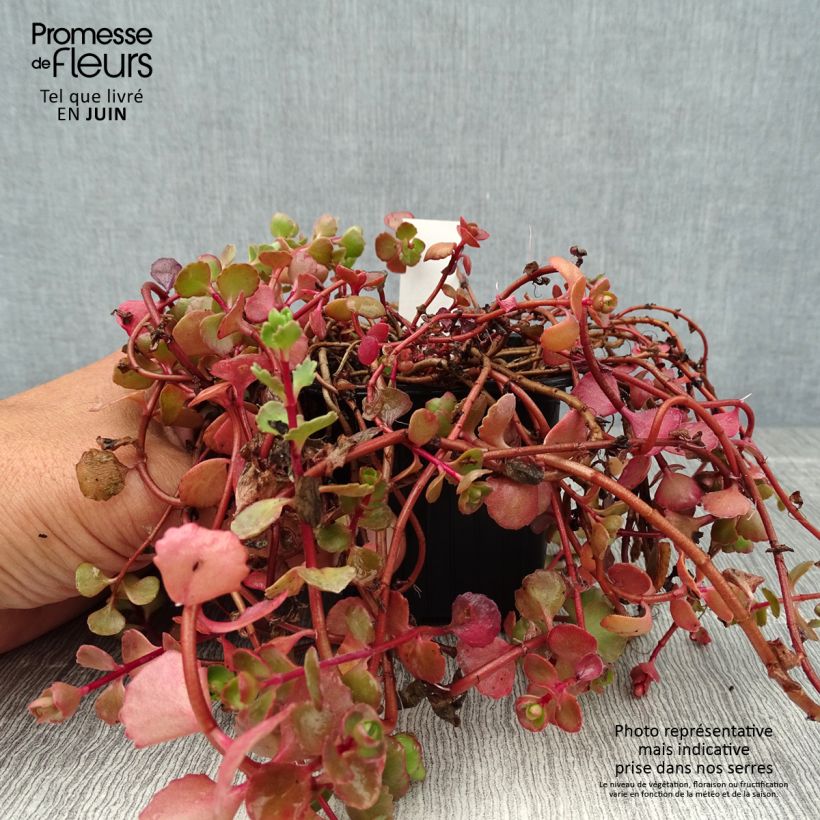 Spécimen de Sedum spurium Woodoo - Orpin Godet de 8/9 cm tel que livré en été