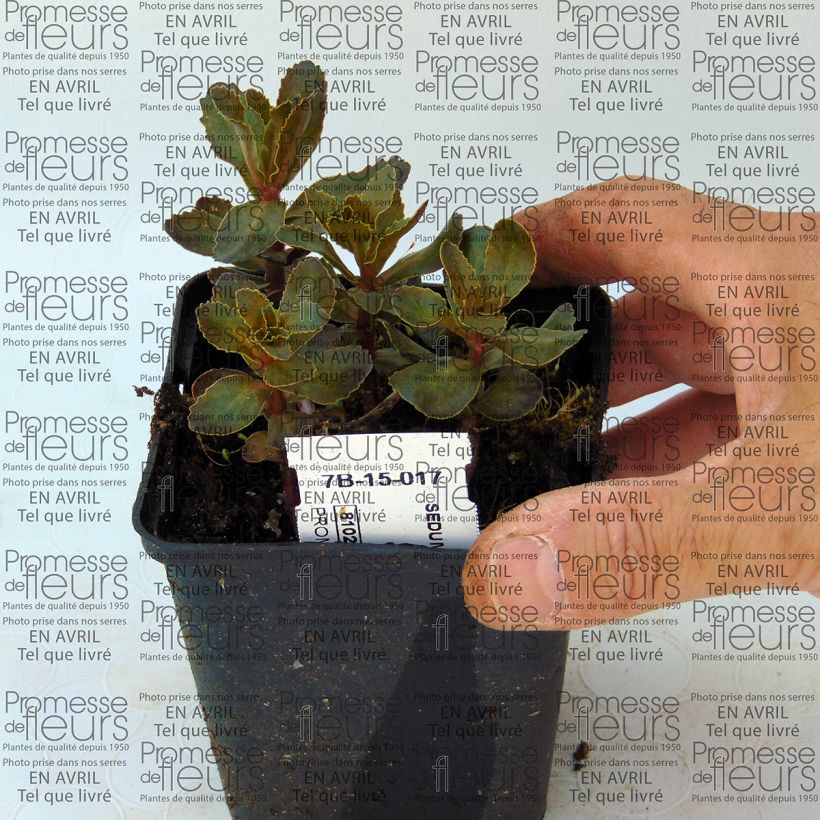 Exemple de spécimen de Sedum telephium El Cid - Orpin Godet de 8/9 cm tel que livré