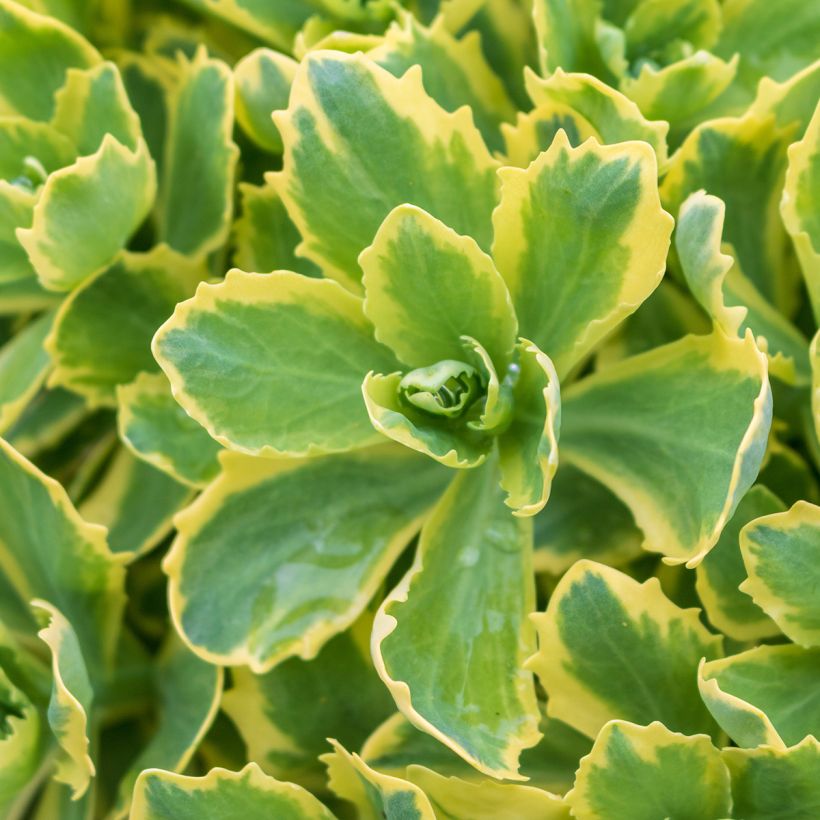 Sedum Autumn Charm (Hylotelephium) (Foliage)