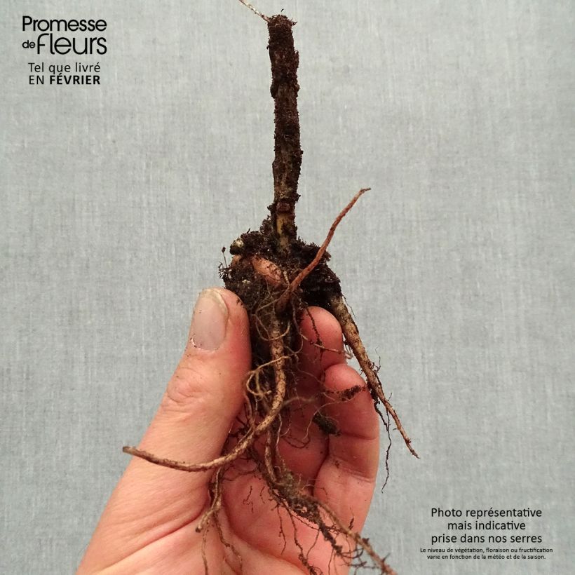 Example of Sedum Autumn Charm (Hylotelephium) Racines nues, Qualité premium as you get in hiver