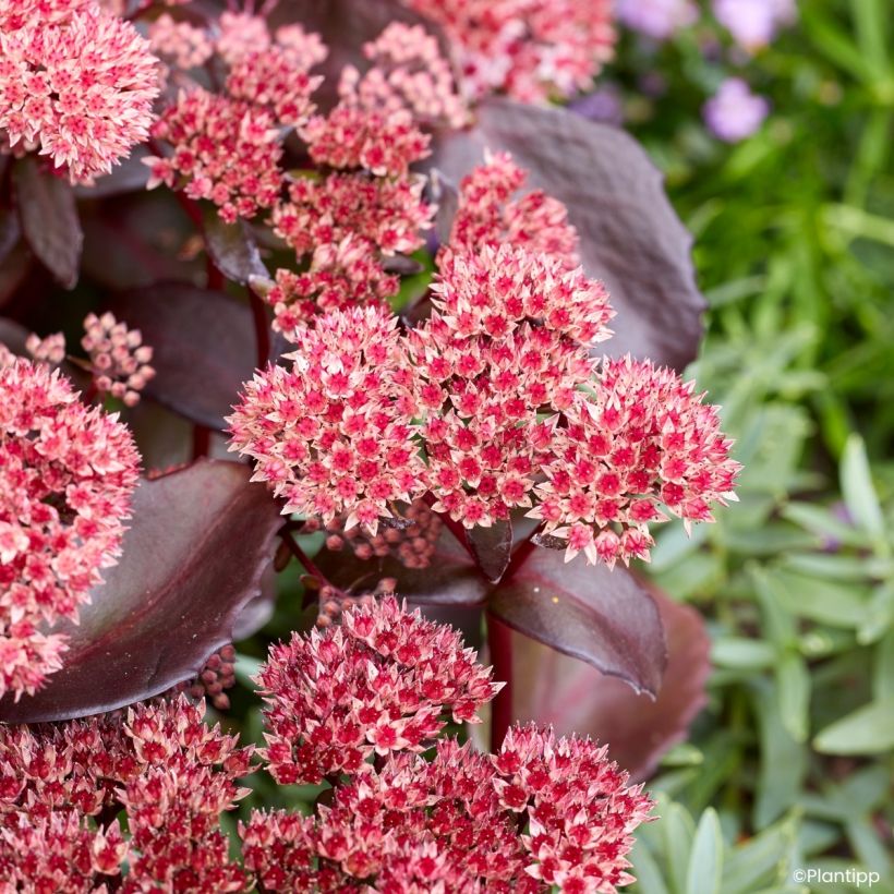 Sedum Black Knight  (Floraison)