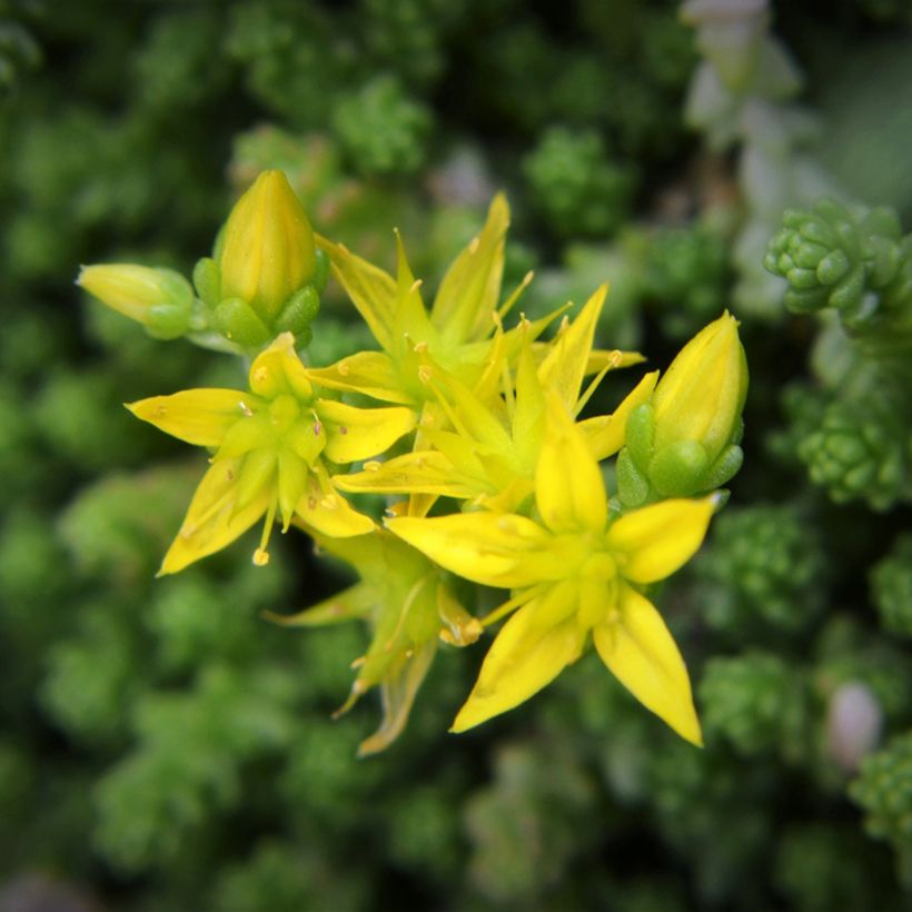 Graines de Sedum acre - Orpin jaune (Flowering)