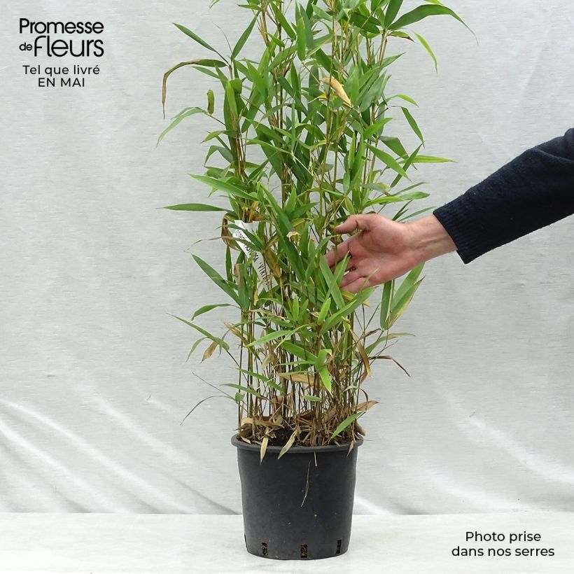 Example of Semiarundinaria fastuosa Viridis - Bambou Pot de 4L/5L as you get in printemps