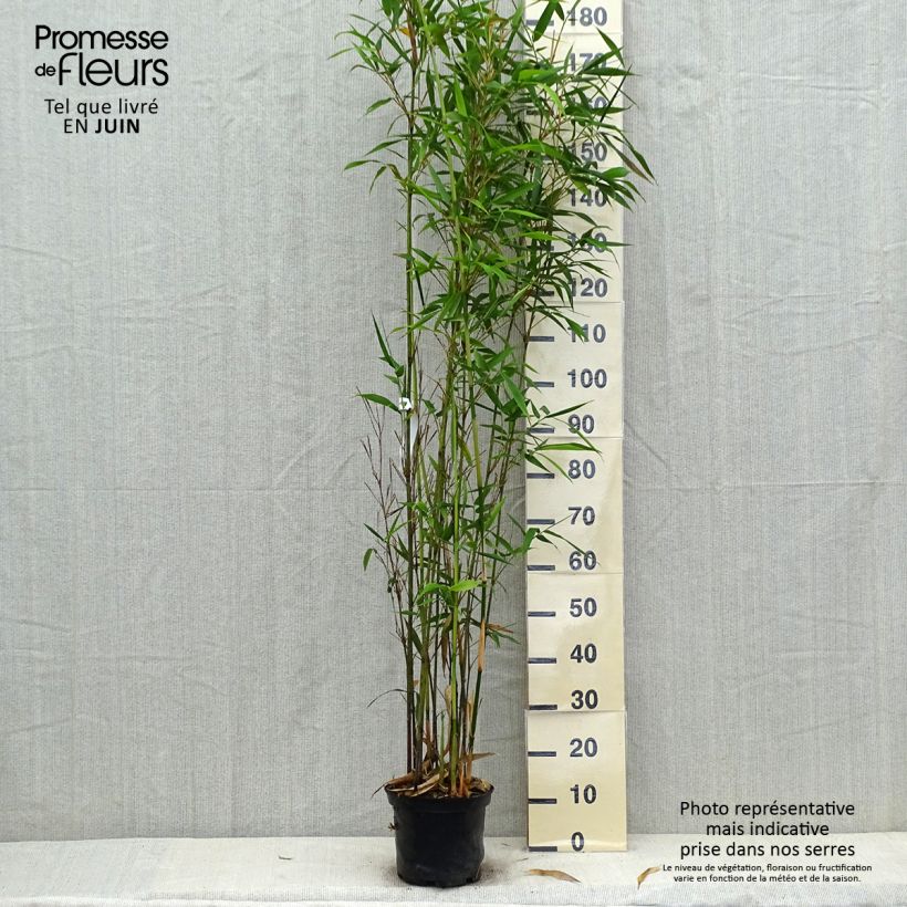 Spécimen de Semiarundinaria fastuosa Viridis - Bambou Pot de 4L/5L tel que livré en été