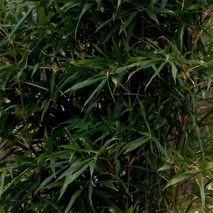 Semiarundinaria yashadake Kimmei - Bambou moyen (Foliage)