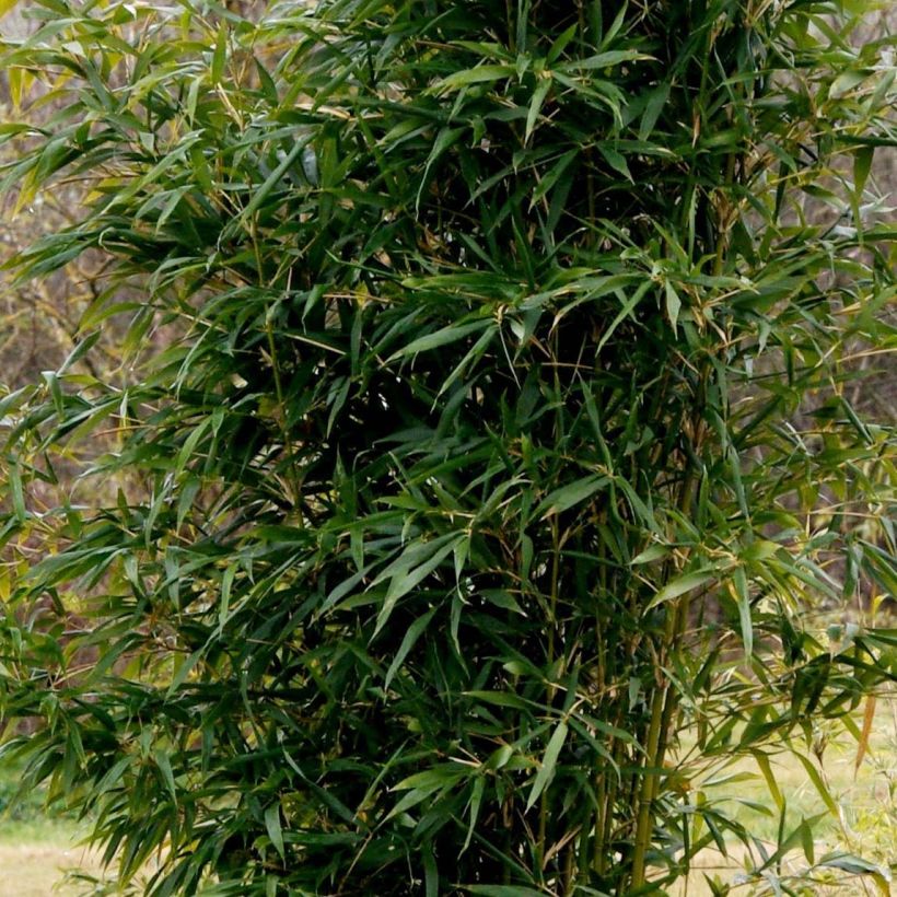 Semiarundinaria yashadake Kimmei - Bambou moyen (Plant habit)