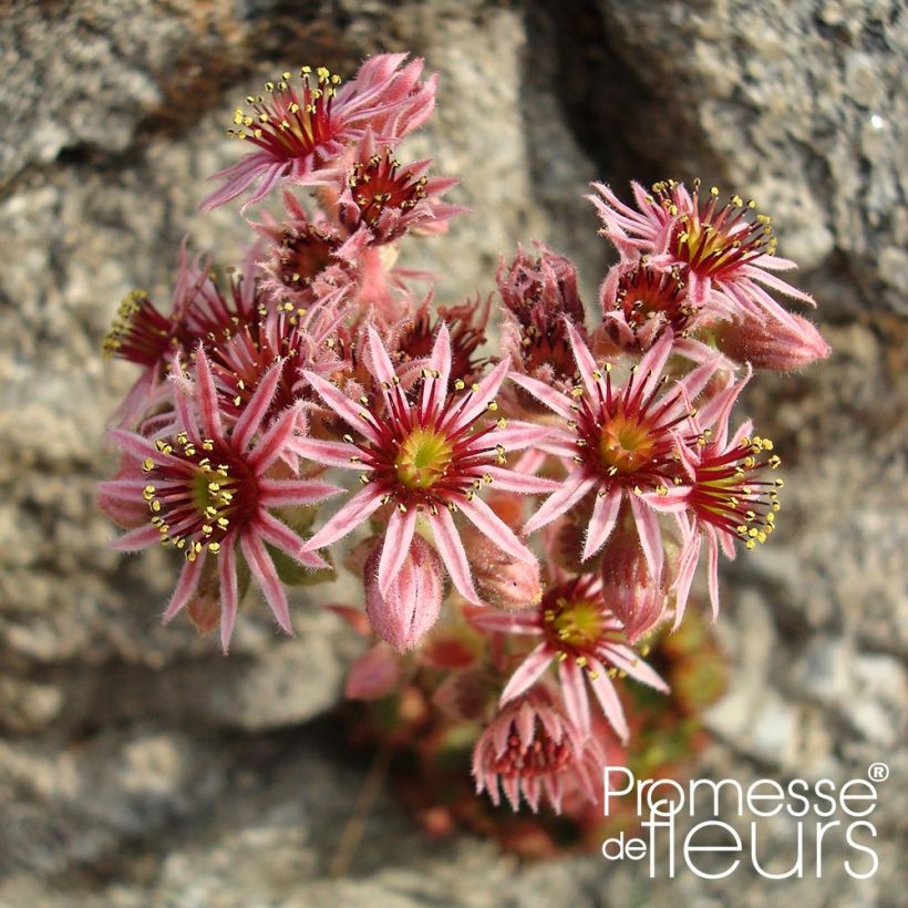 Sempervivum Gemengd - Joubarbe hybride en mélange (Flowering)