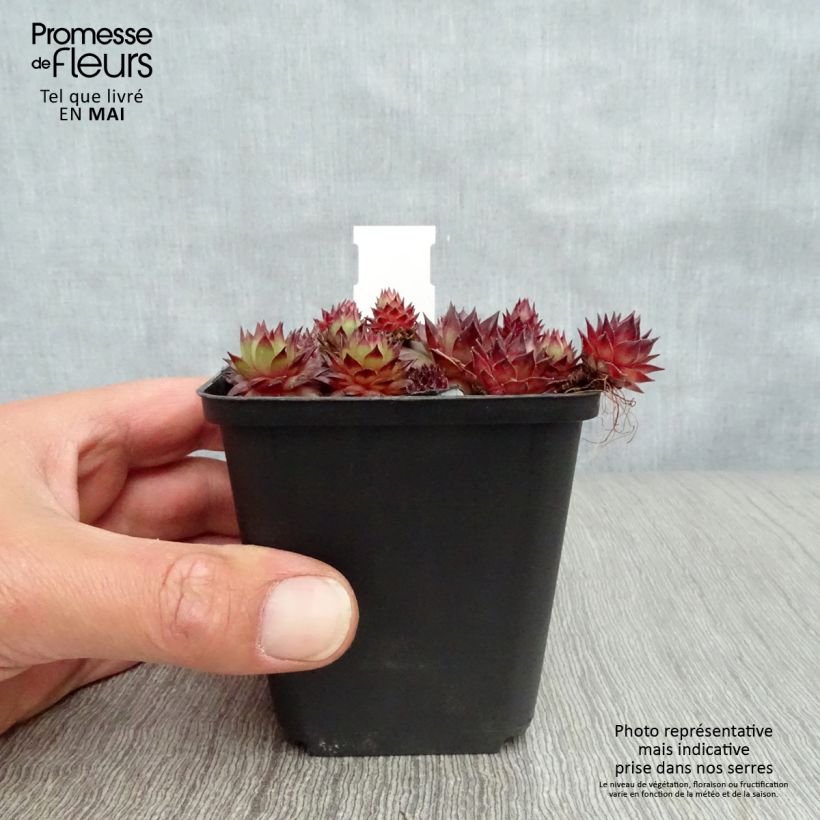 Spécimen de Sempervivum Bronco - Joubarbe hybride  Godet de 8/9 cm tel que livré au printemps