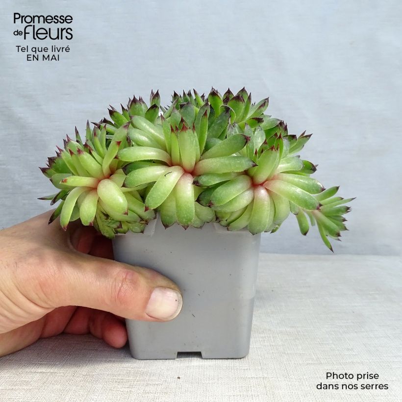 Example of Sempervivum Chick Charms Appletini - Joubarbe Pot de 10 cm/11cm as you get in printemps