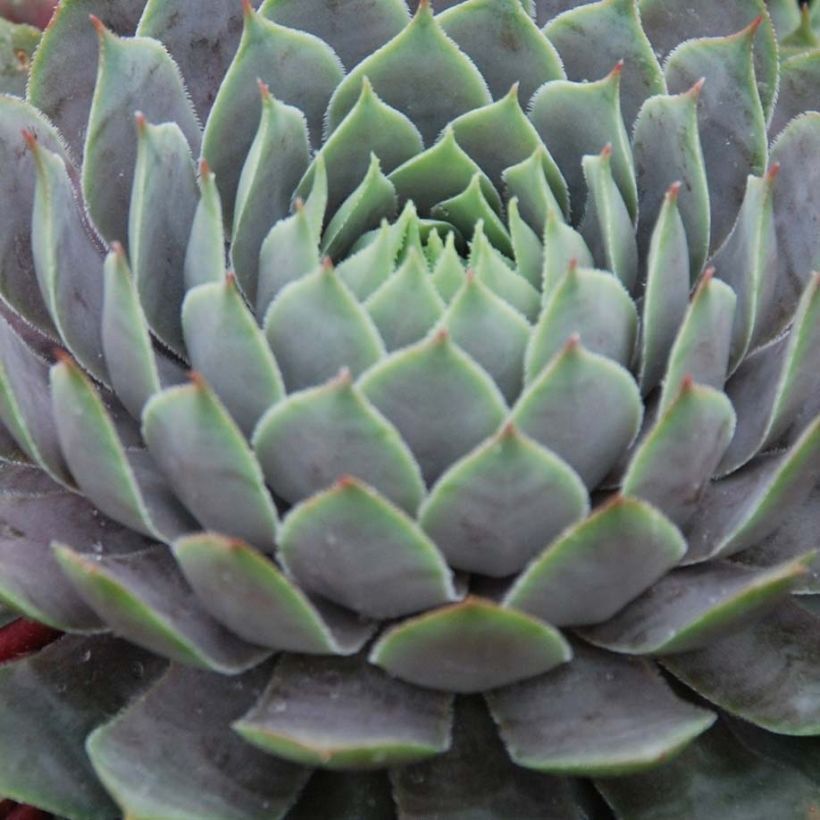 Sempervivum Chick Charms ® Berry Blues - Joubarbe bleue violacée (Foliage)