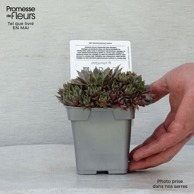 Example of Sempervivum Chick Charms ® Berry Blues - Joubarbe bleue violacée Pot de 10 cm/11cm as you get in printemps