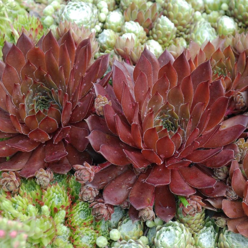 Sempervivum Chick Charms Cherry Berry - Joubarbe (Foliage)