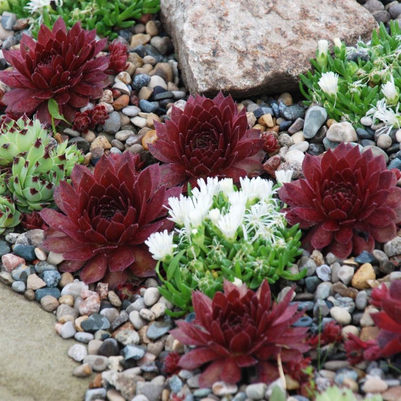 Sempervivum Chick Charms Cherry Berry - Joubarbe (Plant habit)