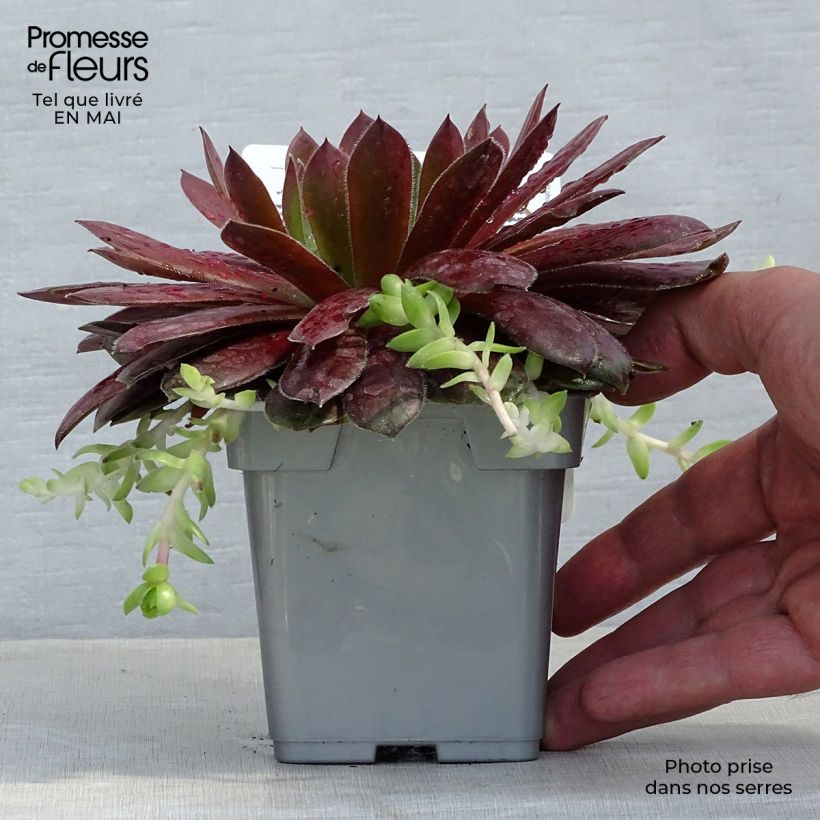 Example of Sempervivum Chick Charms Cherry Berry - Joubarbe Pot de 10 cm/11cm as you get in printemps